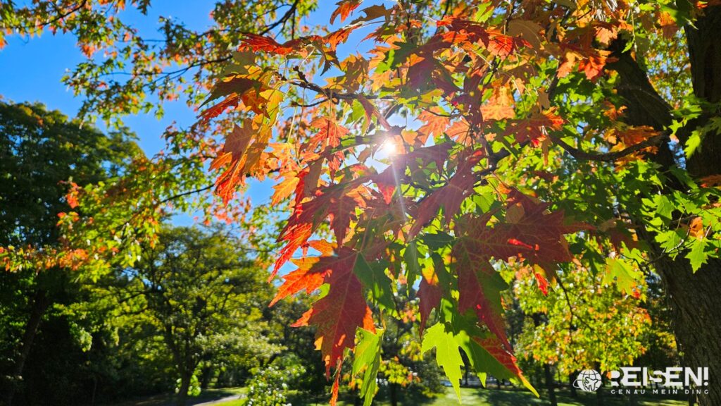 Canada, Montreal, Mount Royal, Parc du Mount Royal, Sun